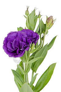 白色的美丽紫花朵侧面景图片