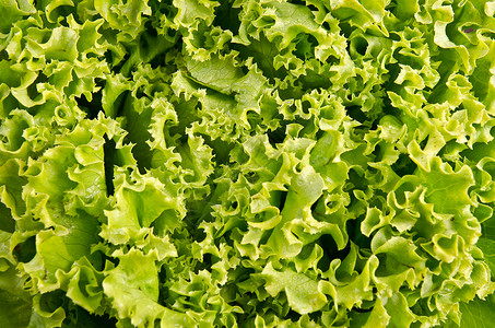 新鲜绿色沙拉菜叶背景图片