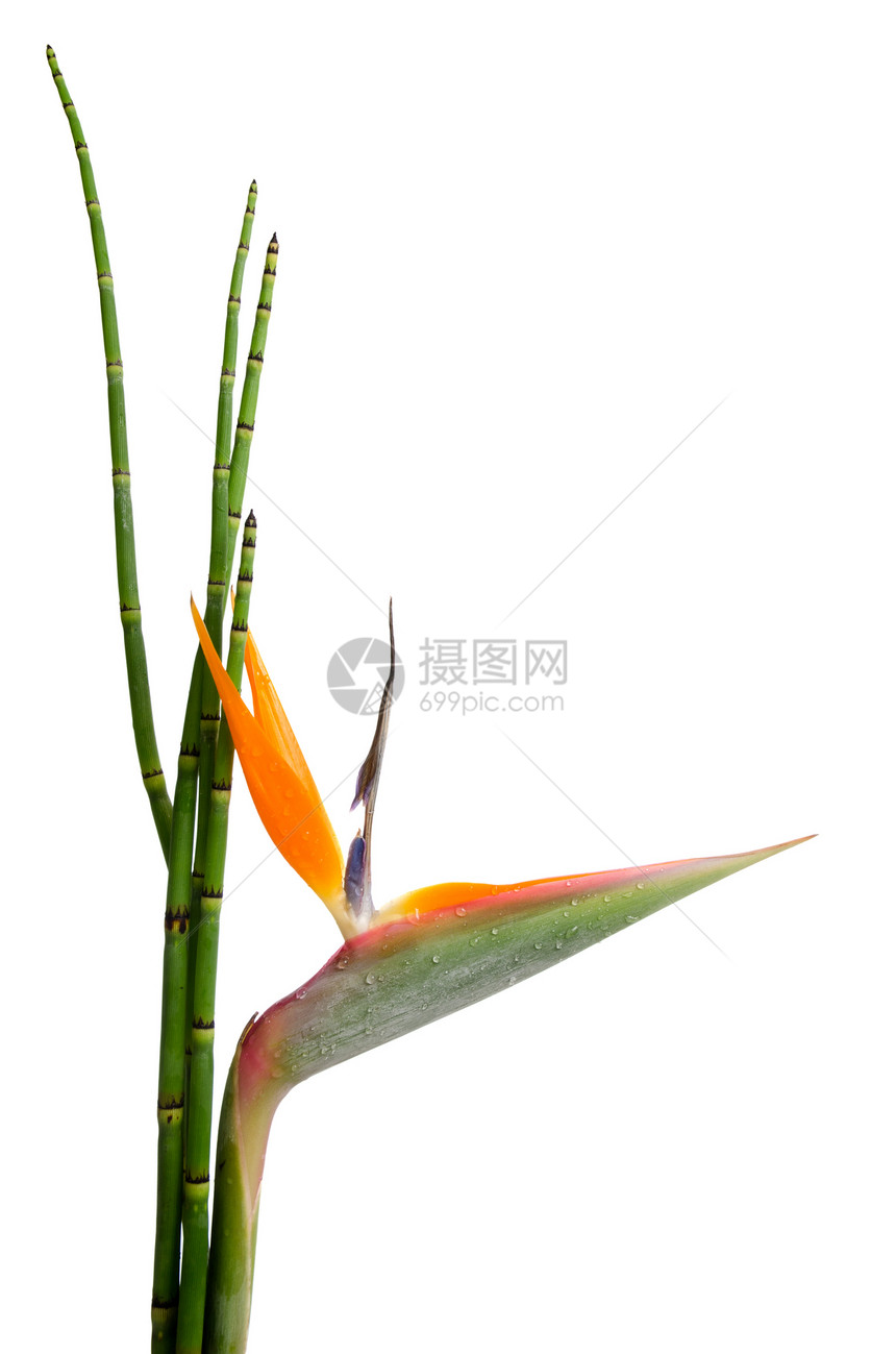 白底隔离的StreelitziaRegine和Reed起吊花或天堂鸟的土著装饰永绿植物图片