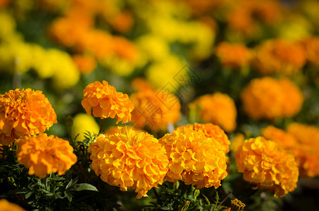 黄色和橙的花朵图片
