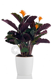 白底花盆中的永恒火焰花calatheacrocata图片