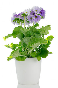 白底花盆中美丽的紫色棱柱背景图片