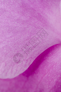 详细介绍美丽的粉红色兰花图片