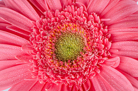 粉红色的热贝拉花朵特写图片