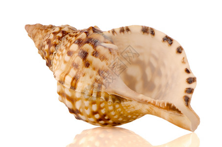 白色反射背景的海壳背景图片