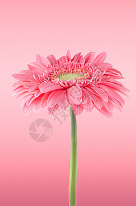 粉红色的花朵背景的花朵图片
