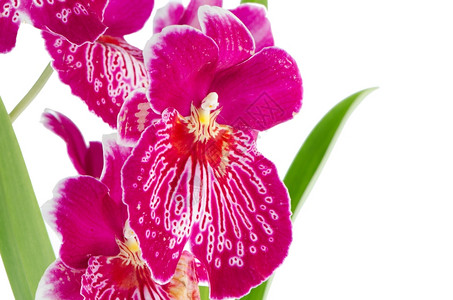 紧贴美丽的潘茜兰花密尔尼娅无法瀑布的花朵高清图片