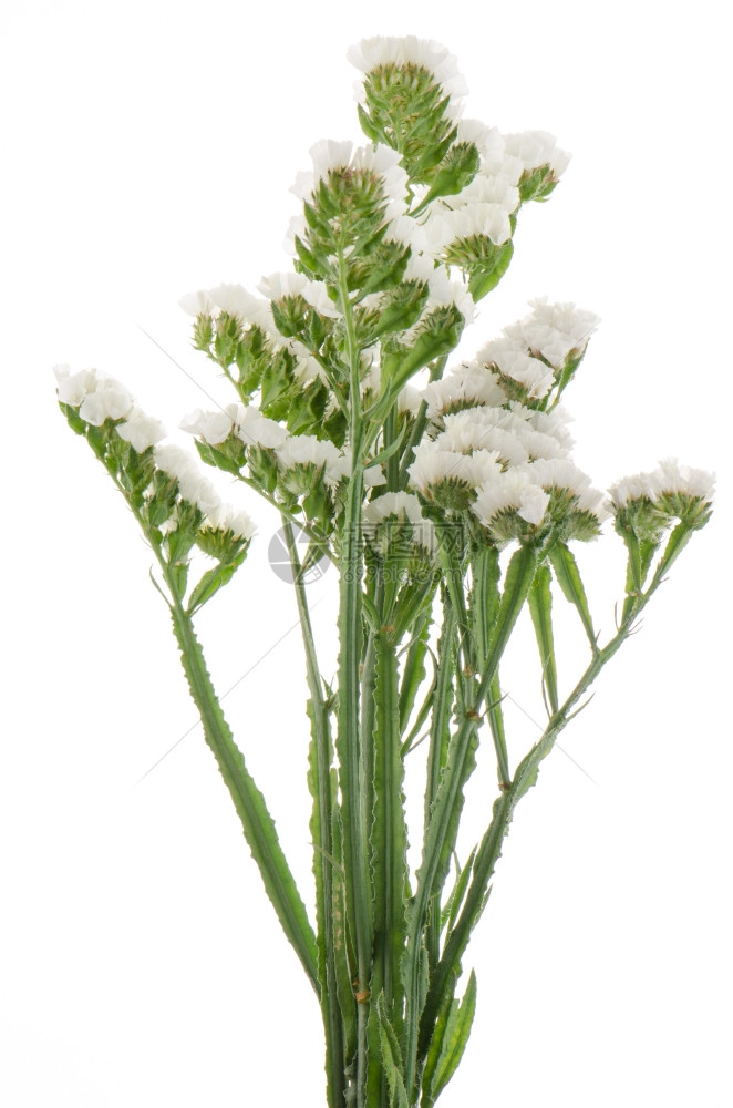 白色静态花朵在上被孤立图片