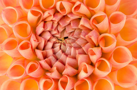 美丽的橙色和黄达利亚花朵紧贴图片
