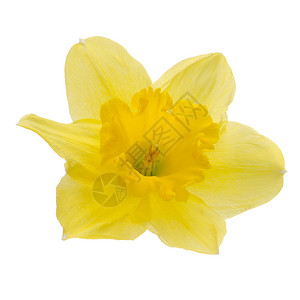 黄白色水仙白色背景的黄花被孤立背景