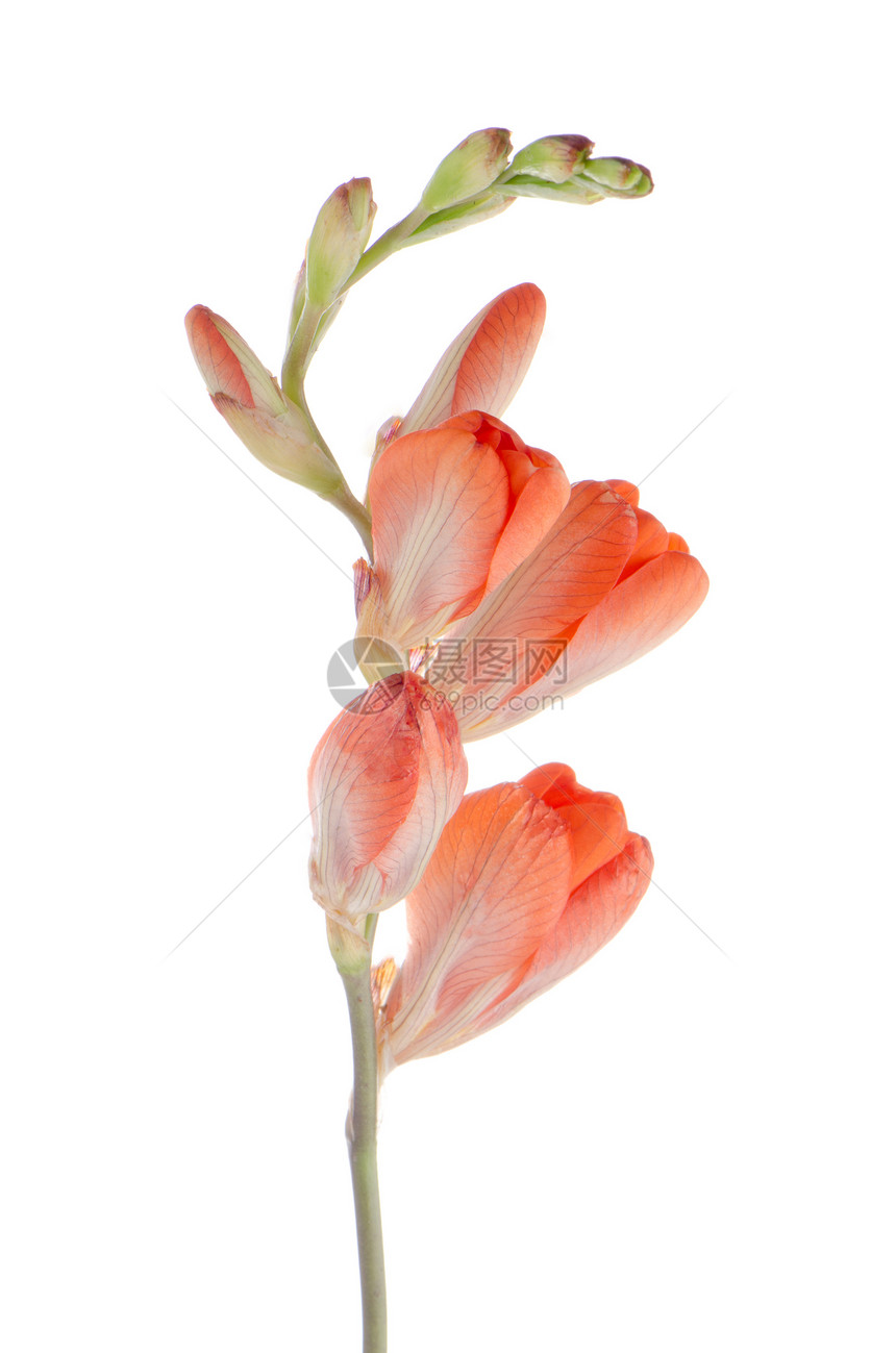白色背景的美丽橙色百合花被孤立图片