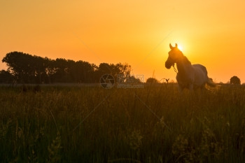 马在美丽的日落牧场上放图片