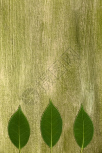 在绿色画布上美丽的卡蜜莉亚叶细节图片