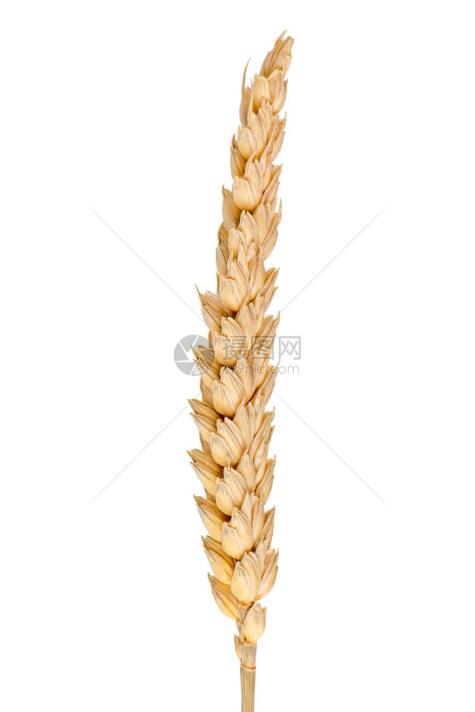 小麦耳朵被白底的隔离图片