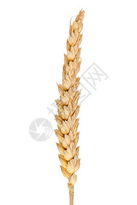 小麦耳朵被白底的隔离图片