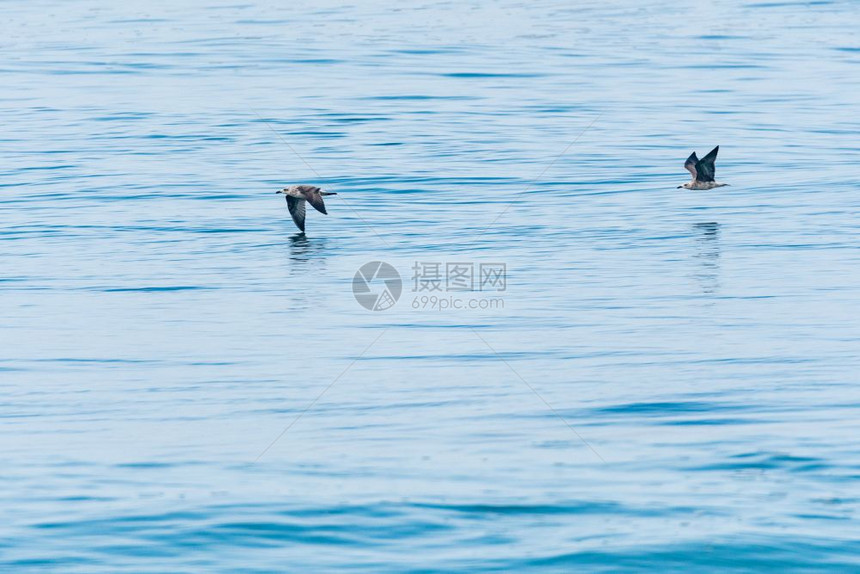 在葡萄牙海鸥飞越大西洋水域图片