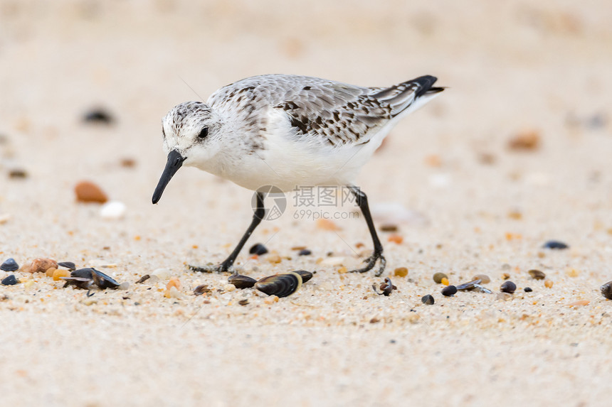 小海鸥在滩沙上寻找食物图片