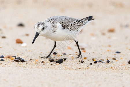小海鸥在滩沙上寻找食物图片