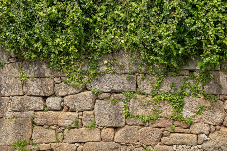 植物生长在花岗岩块堆的墙上图片