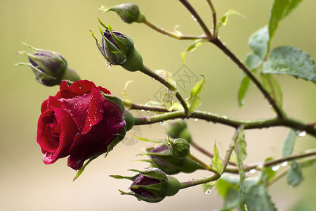 玫瑰花上的雨滴在天然绿色背景上就在夏雨过后图片