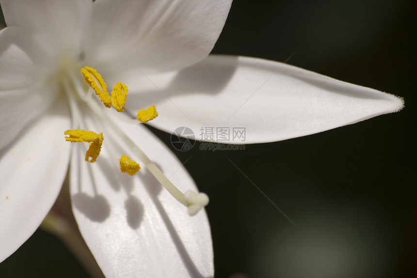 在简单背景上贴近白百合图片