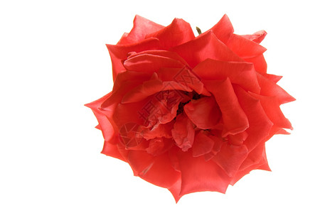 白色背景前的红玫瑰花背景图片