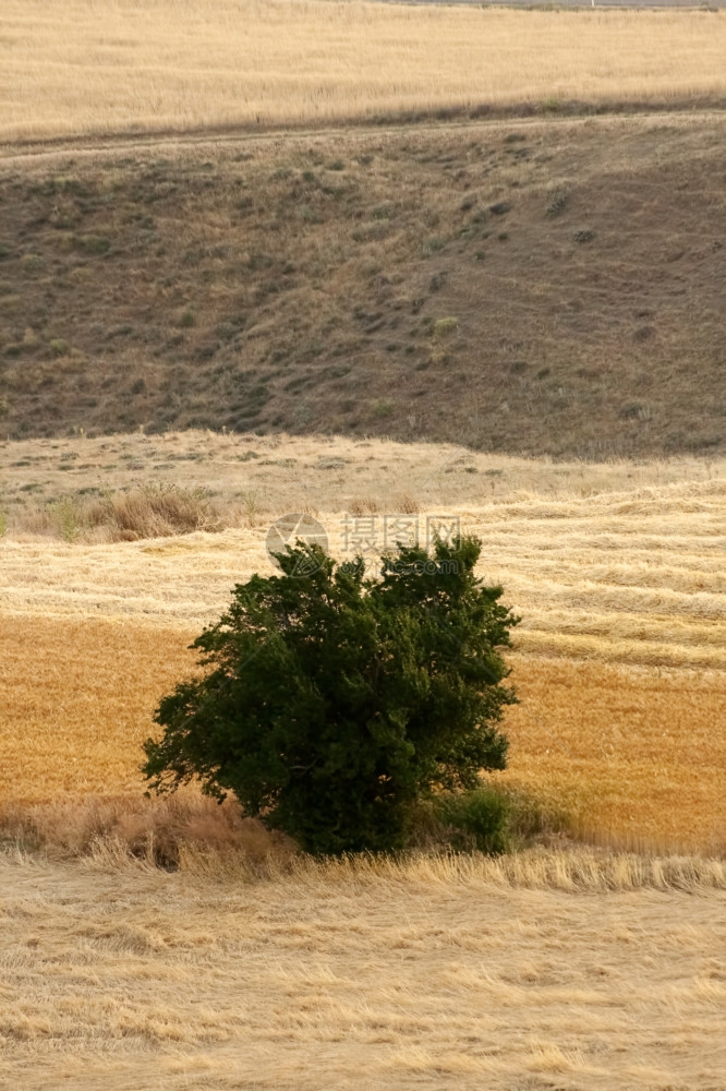 在安纳托利亚的一棵孤单树在谷物田里的一棵孤单树上图片