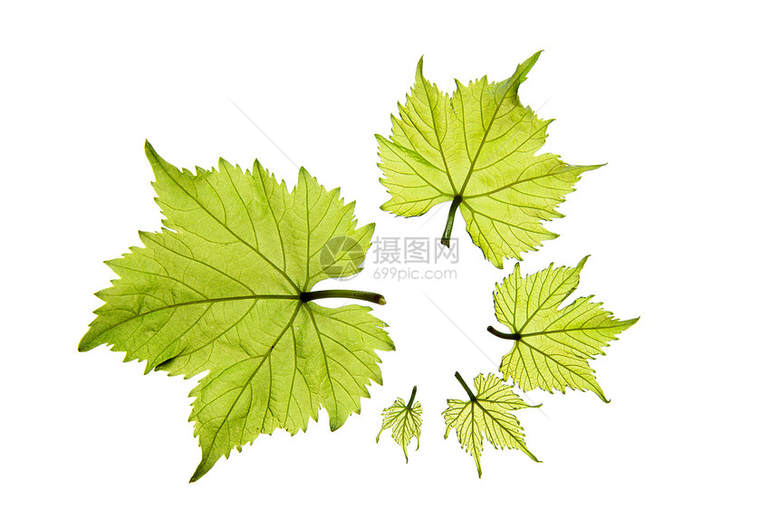 许多不同大小的绿色葡萄叶白背景的种树叶图片