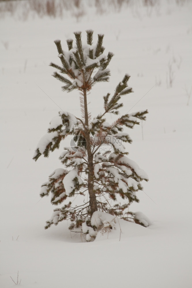 冬季雪下的松树日间观察图片