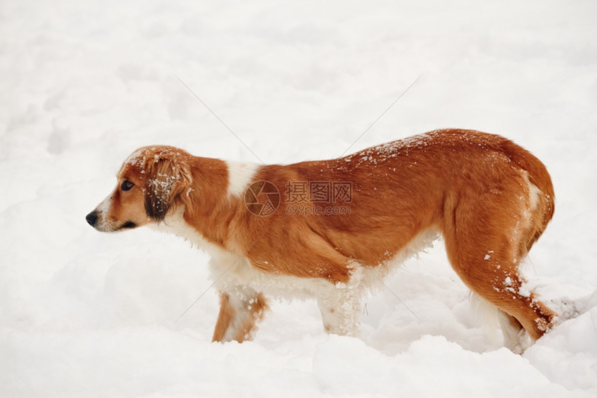 看见一只可爱的街头小狗在雪中行走和追赶图片