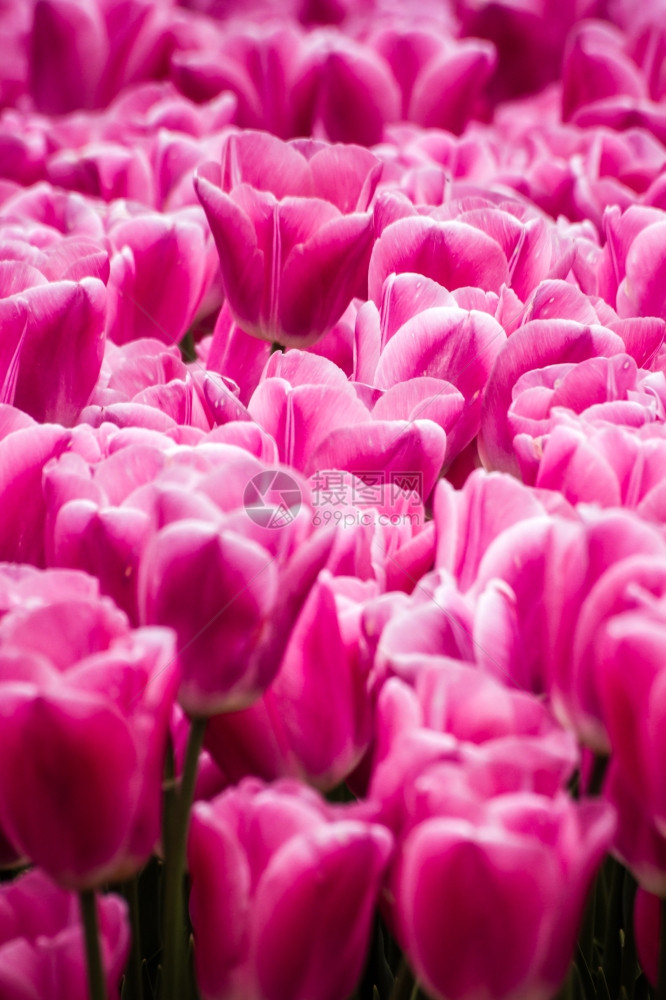 春天土耳其伊斯坦布尔绿色花园美丽的粉红色郁金香图片