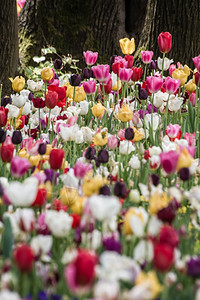 春天土耳其伊斯坦布尔绿色花园的美丽多彩郁金香图片