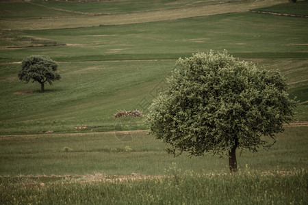 农村绿地上的一棵树图片