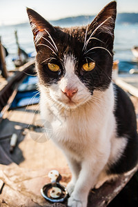 在Bosphorus海洋附近放松的老船上猫图片