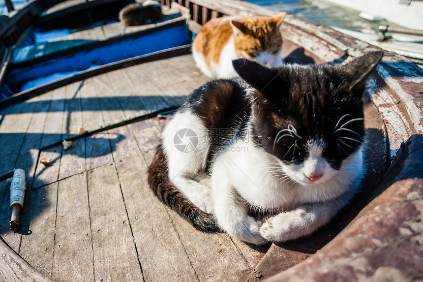 在Bosphorus海洋附近放松的老船上猫图片