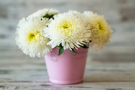 白菊花在粉红锅里木白色背景的黑木本底图片