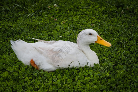 野生绿草上的白鸭图片