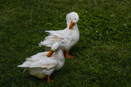 两只白鸭在野生绿草上图片