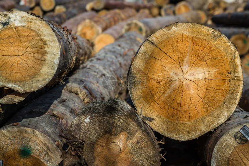 准备用于林业的剪切木材干枯林图片