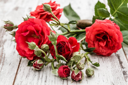 白色木背景上美丽的鲜红玫瑰背景图片