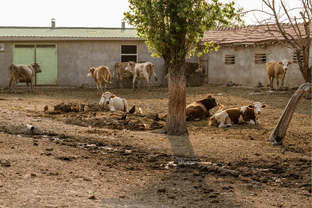 牛群躺着泥泞土地上图片