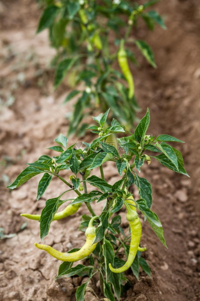 田里水果成熟的绿辣椒植物图片