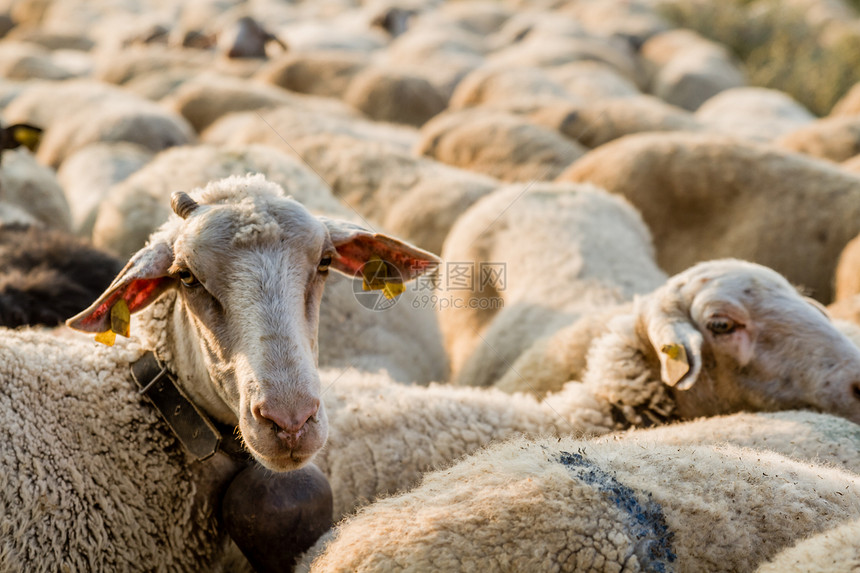 在土耳其阿菲昂的草原上放牧羊群图片