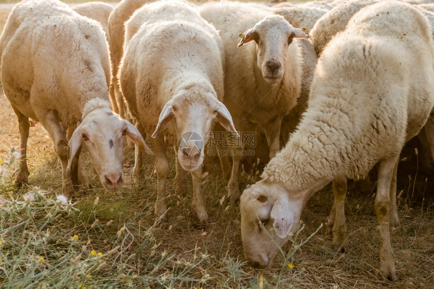 在土耳其阿菲昂的草原上放牧羊群图片