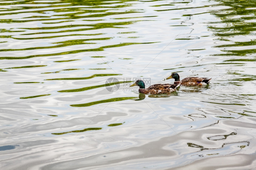 在公园池塘游泳的鸭子图片