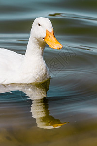 在公园池塘中游泳的家禽白鸭图片
