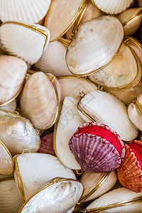 异国贝壳和的礼物堆积在博德鲁姆背景图片