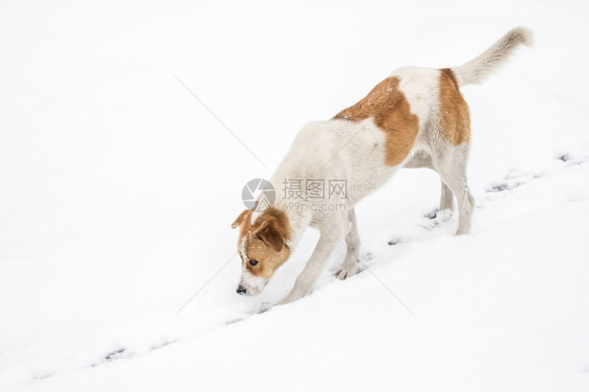 看见一只可爱的街头小狗在雪中行走和追赶图片