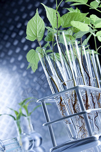 实验室植物的基因改变图片