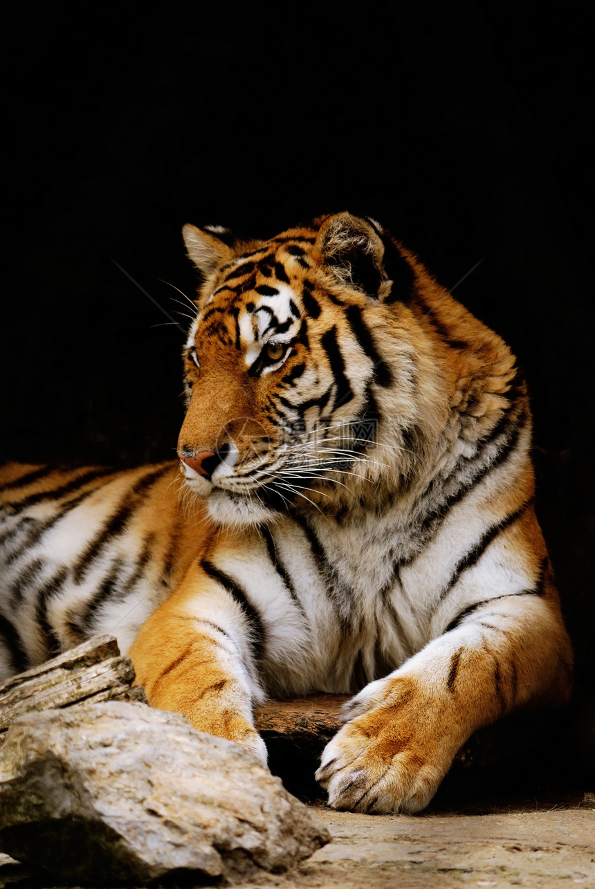 漂亮的橙色条纹老虎图片